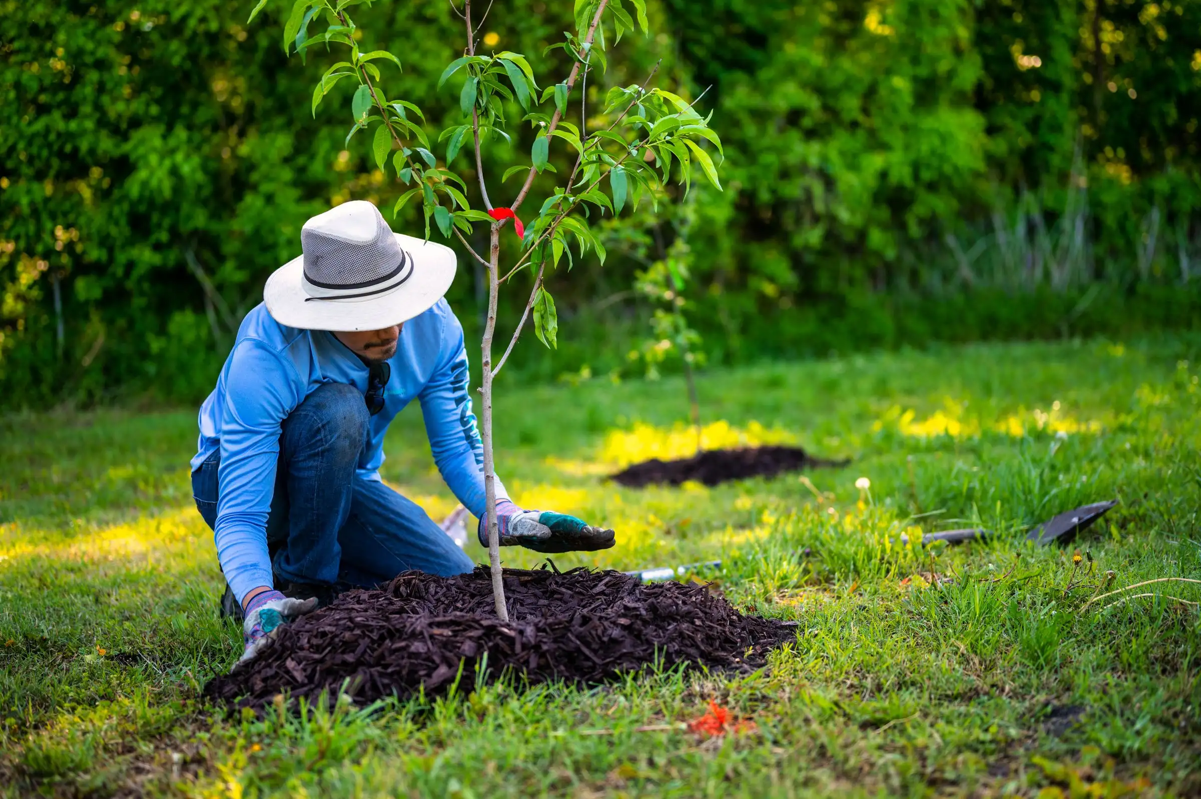 Landscaper planting a young evergreen tree and backfilling with fresh soil
