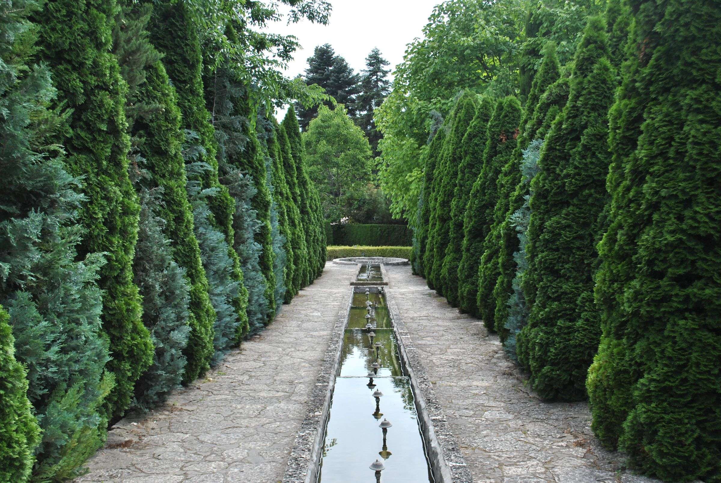 Mature Thuja Green Giant arborvitae trees forming tall green walls along a garden walkway