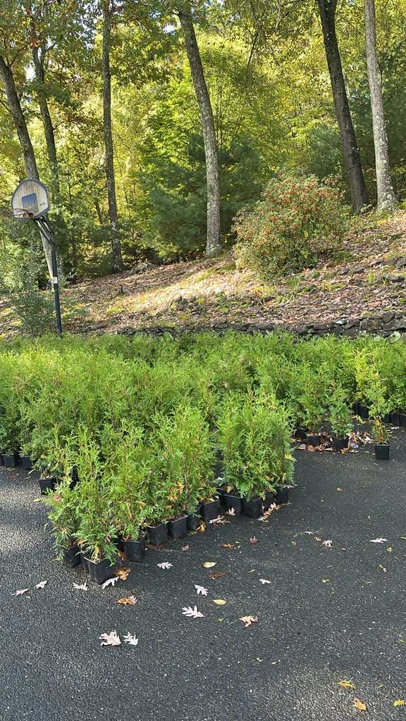 Hundreds of potted Green Giant arborvitae starter trees lined up and ready for sale in Newtown, CT