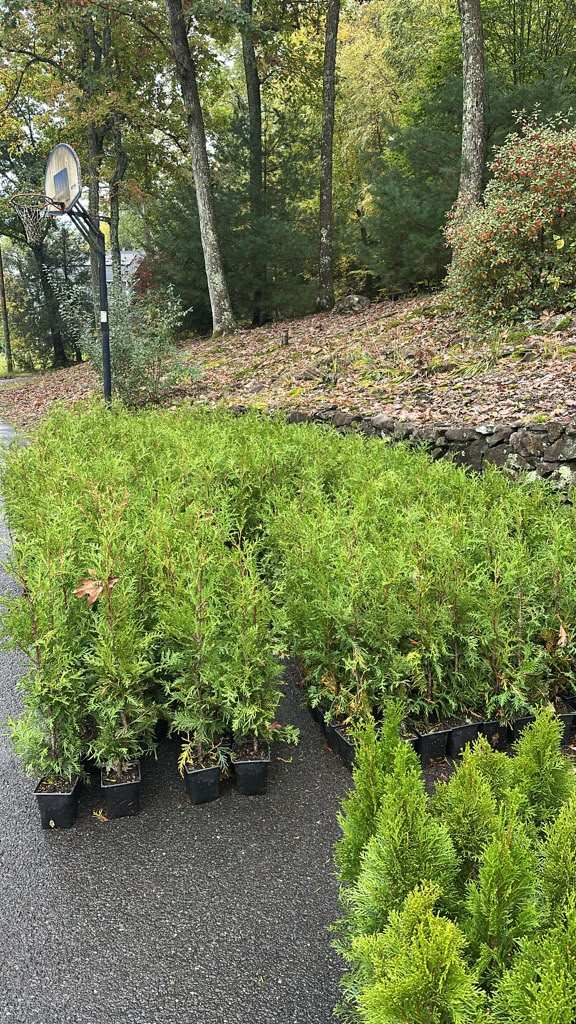 Close-up of healthy, bushy potted Green Giant arborvitae trees in fall